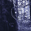 Black Orchid