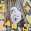 Stellar Music for Adventures with Dogs - Sax Jazz cover