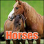 Horse Horse, Trotting, On Hard Surface, Ride, Animal, Horses cover