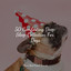 50 Comforting Deep Sleep Collection For Dogs cover