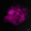 Neutron - Ceas Remix