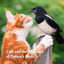 Cats and the Melodies of Nature's Birds cover
