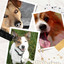 Sweet Dogs - Extraordinary cover