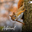 Arboreal cover
