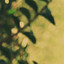 Ivy Falls - Golden