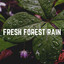 Fresh Forest Rain cover