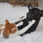 Ambient Rain: Pacifying Music for Cats and Dogs Vol. 1 cover