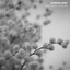 Smaven - Mimosa