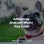 Affirming Ambient Music For Dogs cover