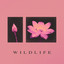 Sugar Soap - Wildlife (2026)