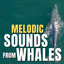 Melodic Sounds from Whales cover