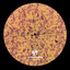The Drift - SYEP033
