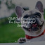 Chill Out Compilation For Dogs | Delightful Serenity cover