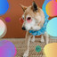 Music for Restless Dogs (Trumpet Solo) cover