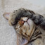 4Paws: Stress Relieving Ambient Music for Cats Vol. 1 cover