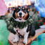 Music for Dog Sleep (Chill Out) cover