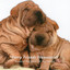 Furry Friends Frequencies: Binaural Harmonies for Dog Cuddles cover