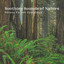 Soothing Sounds of Nature: Serene Forest Symphony cover