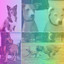 Simplistic Latin Trumpet - Ambiance for Keeping Dogs Soothed cover