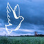 Little Dove cover