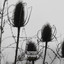 Lacrimas Profundere - Faceless