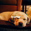 The Jazz Puppy cover