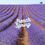 French Spring cover