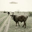 Homegrown House — Greetings From Nowhere cover art