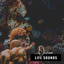 Ocean Life Sounds cover