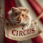 Circus Vazquez - Circus Vazquez 15 54510