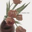 To Rococo Rot - Pantone 6