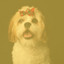 Bright Bgm for Traveling with Dogs cover