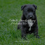Calm & Steady Sleepy Melodies For Dogs cover