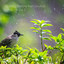 Pleasing Nature Rain Sounds with Birds Vol. 1 cover