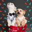 High-class Music for Sleeping Puppies - Chill Out cover