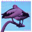 Pink Pelican