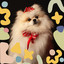 Happening Backdrop for Resting Pets cover