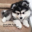 Sweet Little Puppy: Rain Music for Your Furry Friend cover