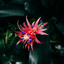 Jungle cover