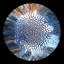 Barut — Expressmor cover art