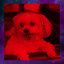 Feelings for Dog Training cover