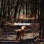 Woof Jam Session cover