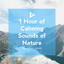 White Noise Sounds of the Forest