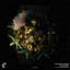 Echo Forest - Dario Dea Remix