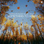 Ciaran McAuley & Liel Kolet - Something To Hold