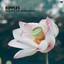 Truetone & Amber Revival - Ripples