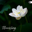Flourishing cover