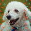 Quartet Jazz - Ambiance for Doggies in December cover