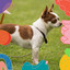 Artistic Bgm for Restless Puppies cover