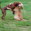 Paws and Play: A Jazz Dog's Jam Session cover